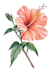 best botanical illustration art
