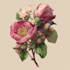 illustrate best botanical illustration