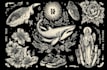 draw a custom linocut style flash tattoo design