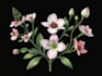 create digital botanical  illustration