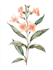 draw a botanical illustration