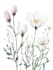 illustrate best botanical illustration