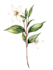 illustrate best botanical illustration