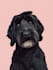 draw  pet portrait illustration