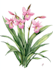 draw a botanical illustration