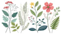 draw vector botanical illustrations for plants