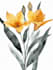 line art illustrations, botanical flowers, plants