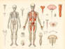 create anatomy, medical, and scientific illustrations