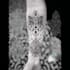 be exclusive tattoo design in blackwork style