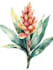 draw a botanical illustration