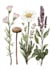 draw a botanical illustration