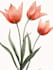 illustrate best botanical illustration