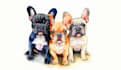 draw illustration continuous line art from your pet