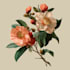 illustrate best botanical illustration