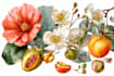 make a fabulous botanical illustration
