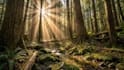 create high quality ai generated images and artwork