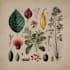 illustrate best botanical illustration