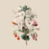 best botanical illustration art