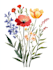 draw a botanical illustration
