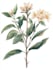 create watercolour botanical illustrations