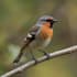 paint any bird you like, wild bird, pets
