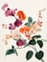 create watercolour botanical illustrations