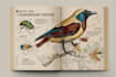 draw scientific animals, plants or encyclopedia book illustrations