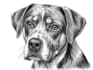 draw amazing line art for your pet