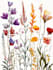 illustrate best botanical illustration