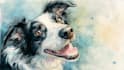paint a pet portrait in watercolor