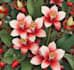 draw a botanical illustration