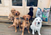 create ugc content dog outdoors ad