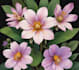 illustrate best botanical illustration