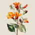 illustrate best botanical illustration