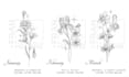 draw delicate fineline birth flowers