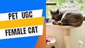 create pet ugc video ads for tiktok, instagram or facebook