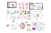 design custom scientific illustrations, figures, and graphical abstracts