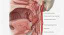 do 3d anatomy figures, scietific and medical  illustration