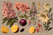 illustrate elegant botanical illustration