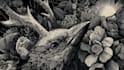 draw dark art illustration with engraving style