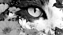 draw a black and white illustration for your project
