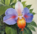 illustrate best botanical illustration