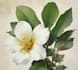 draw a botanical illustration