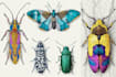 do colour insects illustration