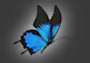 fastly create simple vector graphic, like avatar, app picture