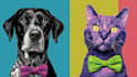 draw pop art dog cat pet potrait