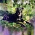 paint your pet with amazing background