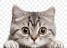 be your friend on chat