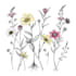 do botanical illustrations in pen and ink