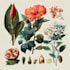 illustrate best botanical illustration